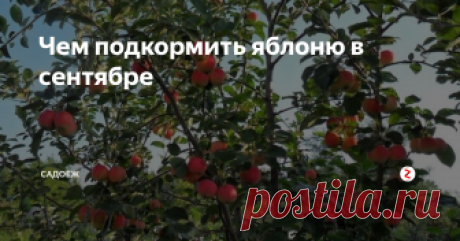 Чем подкормить яблоню в сентябре Чтобы подготовить ее к зиме и улучшить плодоношение в этом году