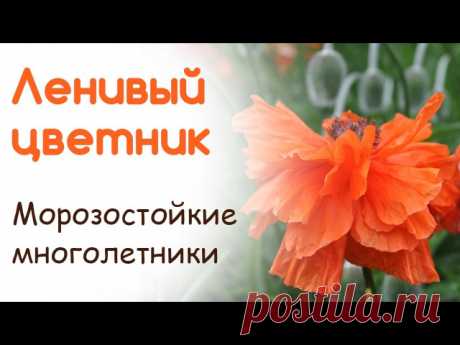 КАК СОЗДАТЬ САД СВОЕЙ МЕЧТЫ НАЧИНАЮЩИМ ДАЧНИКАМ?