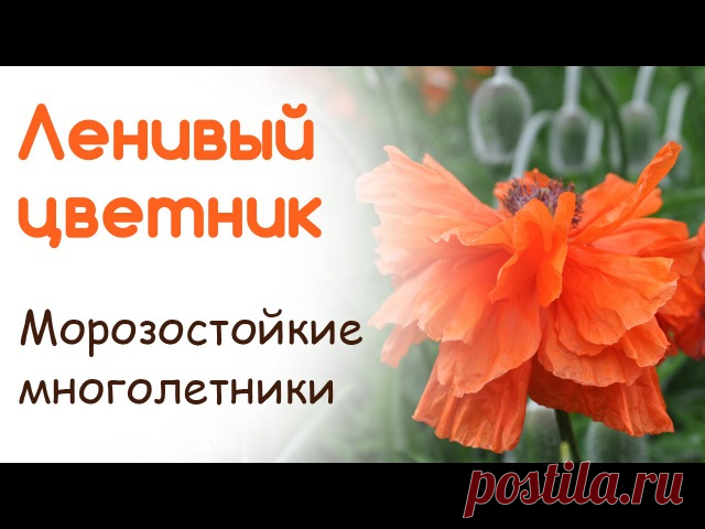 КАК СОЗДАТЬ САД СВОЕЙ МЕЧТЫ НАЧИНАЮЩИМ ДАЧНИКАМ?