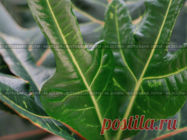 Green codiaeum houseplant leaves close-up, nature pattern background Стоковое фото, фотограф Ilaronsia / Фотобанк Лори