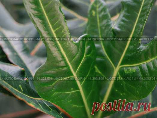 Green codiaeum houseplant leaves close-up, nature pattern background Стоковое фото, фотограф Ilaronsia / Фотобанк Лори