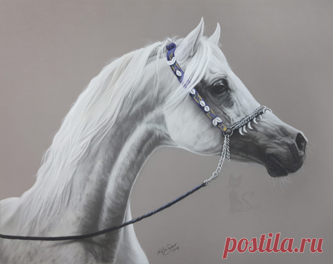 Рисунки и портреты лошадей Кати Зауэр