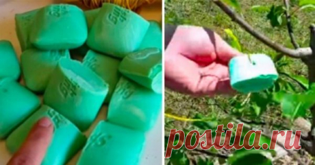 Она завязала мыло в мешочки и подвесила их в саду. Результат порадовал незамедлительно! — Мир Растений