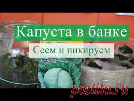 Сеем капусту в банку. Далее пикируем. (30.03.16)