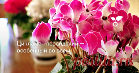 Цикламен персидский — особенный во всем Напоминая стайку ярких бабочек, цикламен персидский считается одним из самых особенных красивоцветущих растений. Особенный во всем — от клубня до хрупких черенков и загнутых вверх лепестков — цикламен требует необычного ухода, условий и стратегии выращивания.