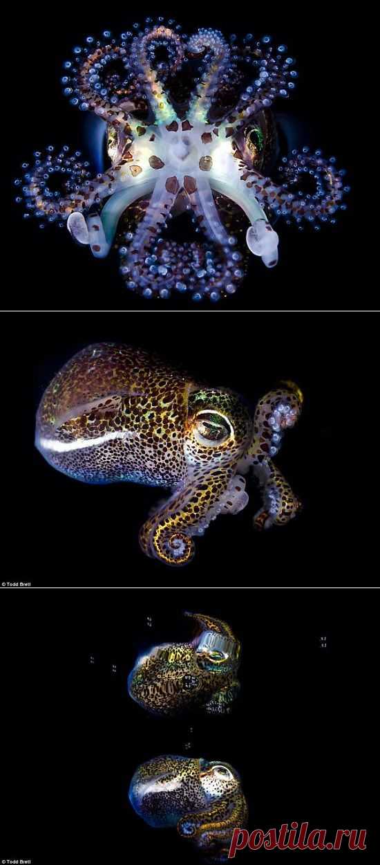 Squid Poses for the Camera | FunCage