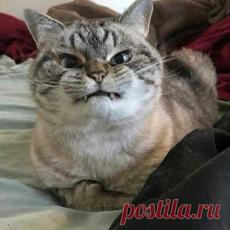 15 суровых котов, к которым и на хромой козе не подъедешь