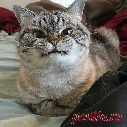 15 суровых котов, к которым и на хромой козе не подъедешь