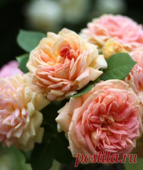 ..●·٠•.ஐ≈......≈ ஐ...·٠•●
Мы сжигаем сердечные раны
В своих мыслях и голове....
...Только всё это в самообмане,
Ясно мне и.., конечно, - тебе.

Автор: "Мил@"
Апрель, 2020

#авторские_стихи #отношения
#поэзия #жизненные_стихи