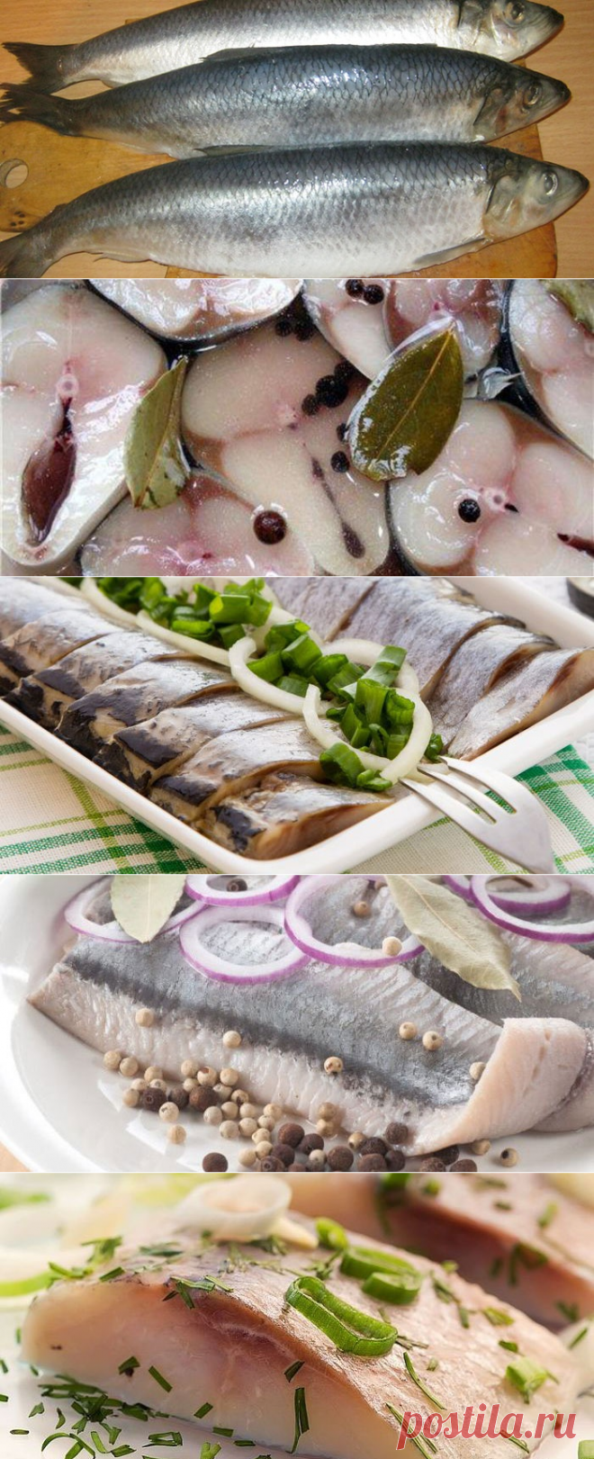 Как солить селедку в домашних условиях: вкусные рецепты засолки рыбы, видео