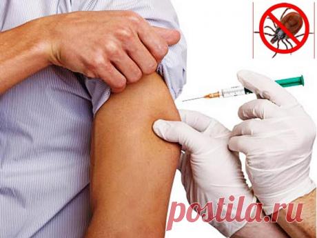 Прививки для кошек: виды прививок, когда необходимо их делать и от каких заболеваний