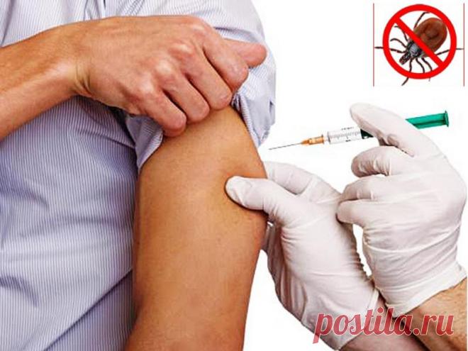 Прививки для кошек: виды прививок, когда необходимо их делать и от каких заболеваний