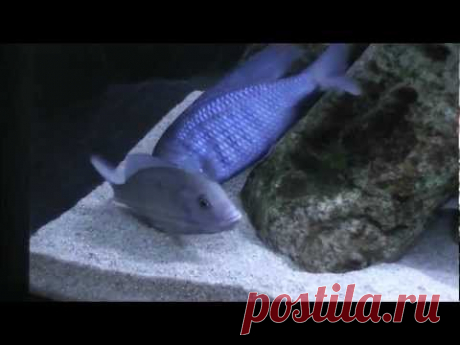 Cyrtocara moorii (или голубой дельфин) AquaHobby.uz