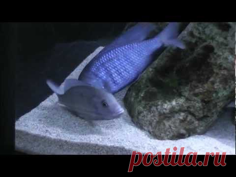 Cyrtocara moorii (или голубой дельфин) AquaHobby.uz