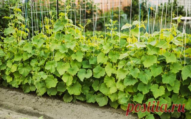 «Огуречный» лайфхак: зачем на самом деле поливать их водой с сахаром — Дачный участок