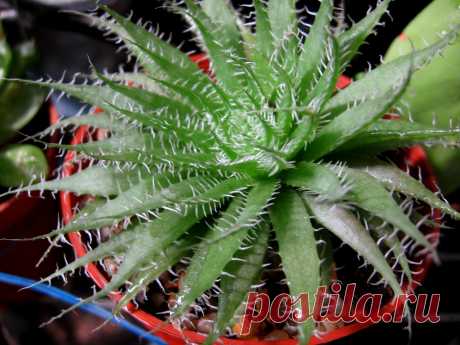 Haworthia arachnoidea Explore mnovela2293's photos on Flickr. mnovela2293 has uploaded 5137 photos to Flickr.