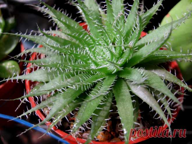 Haworthia arachnoidea Explore mnovela2293's photos on Flickr. mnovela2293 has uploaded 5137 photos to Flickr.