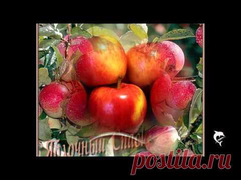 Август. Ночью слышно, как падают яблоки..