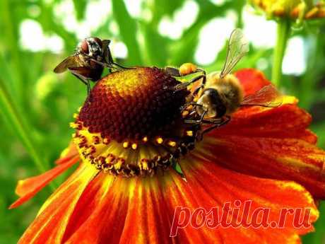 Короткая притча о дружбе - Муха и пчела.
Спросил как-то комар муху:
— Есть ли здесь в окрестности цветы?
— Насчет цветов ничего не знаю, – ответила ему муха.
— А вот консервных банок, навоза, нечистот в канавах полным-полно.....