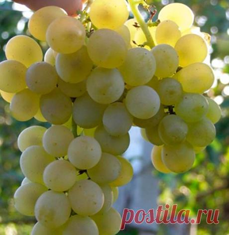 Βинοгрaд Κристaлл (οчeнь рaнний сοрт) l Ρуссκиe Сeмeнa - интeрнeт-мaгaзин.