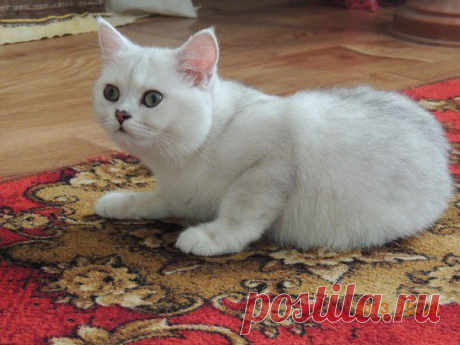 Елена Прудникова