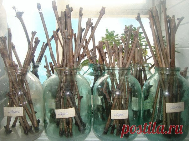 Секреты черенков