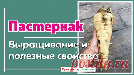 Не забудьте посеять пастернак! О выращивании и полезных свойствах