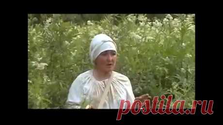 Таволга вязолистная (Filipendula ulmaria), или лабазник вязолистный.

В народе таволгу называют медовницей, медункой болотной. Растет она в переувлажненных местах, очень любит болота, не брезгует и побережьями озер, прудов и других водоемов. Это многолетнее травянистое растение с довольно крупными листьями, снизу опушенными волосками, отчего они беловатые, а сверху темно-зеленые. Цветки мелкие, кремового цвета, собраны в рыхлую метелку, очень пахучие, поэтому в зарослях та...