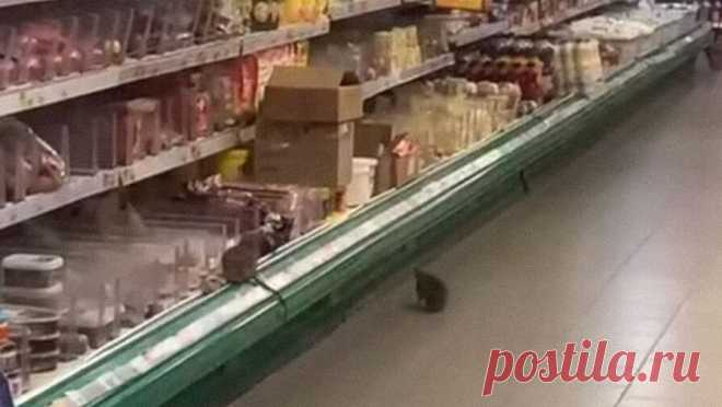 В новосибирском супермаркете стая крыс бегала по витрине с колбасой и попала на видео. Бегающие по колбасе огромные крысы в магазине возмутили жителей Новосибирска. Видео опубликовали в группе "АСТ-54" во "ВКонтакте" 17 октября. Нашествие крыс произошло в сетевом супермаркете "Мария-Ра" на ...