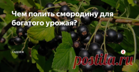 Чем полить смородину для богатого урожая? Этот рецепт я открыла для себя в этом году и очень довольна результатами.