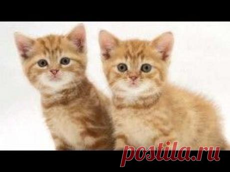 Детская песня - Два кота