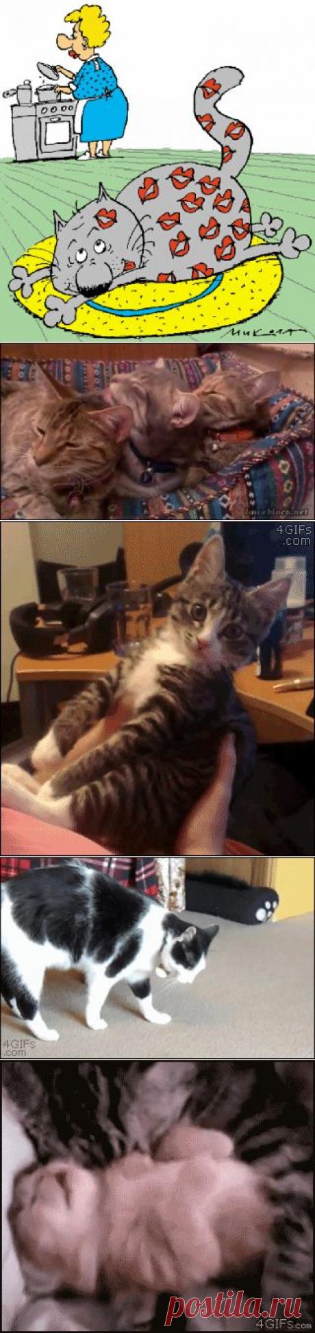 О котах и кошках