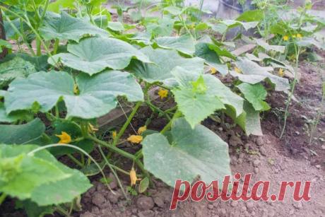 Что вы знаете о вертикальных грядках: отличный вариант для владельцев 6 соток. Ваш урожай будет расти не только вширь, но и ввысь, а дача станет просторнее и урожайнее.