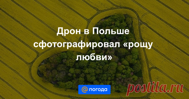 Дрон в Польше сфотографировал «рощу любви» Завораживающий снимок.