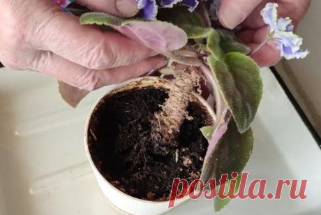 Как помочь любимой фиалке? | Ученый агроном Пульс Mail.ru Если ваша фиалка
