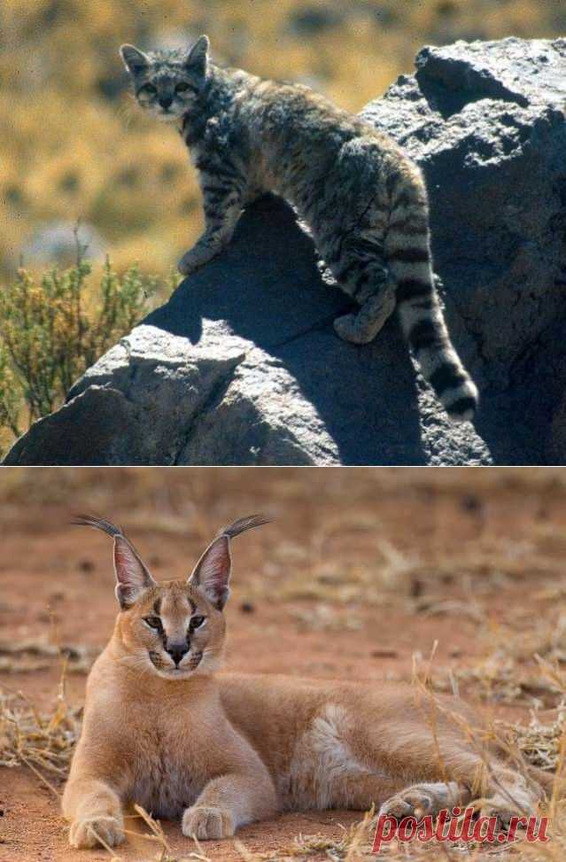 Есть такие виды кошек.....