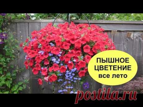 УНИВЕРСАЛЬНЫЙ РЕЦЕПТ пышного ЦВЕТЕНИЯ петуний