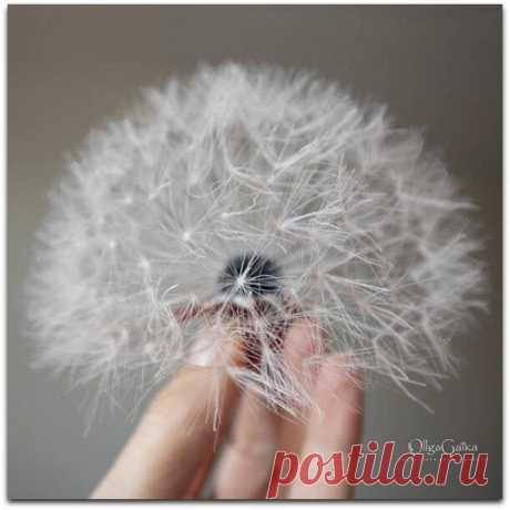Волшебные броши-одуванчики от OllgaGaika | Paradosik_Handmade | Яндекс Дзен