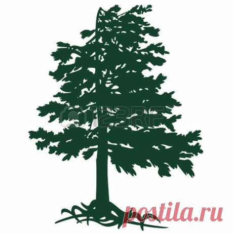 Cedar From Gimalaev Royalty Free Cliparts, Vectors, And Stock Illustration. Pic 28874846.