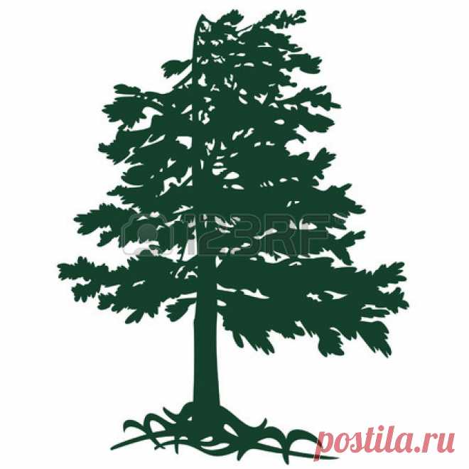 Cedar From Gimalaev Royalty Free Cliparts, Vectors, And Stock Illustration. Pic 28874846.