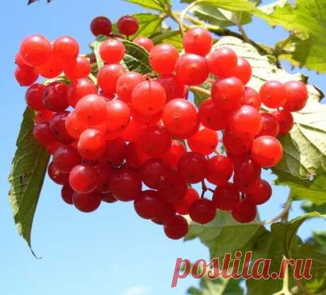 Лечебные свойства калины