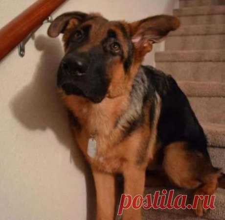 18 животных, которые не ждали, что хозяин придет так рано