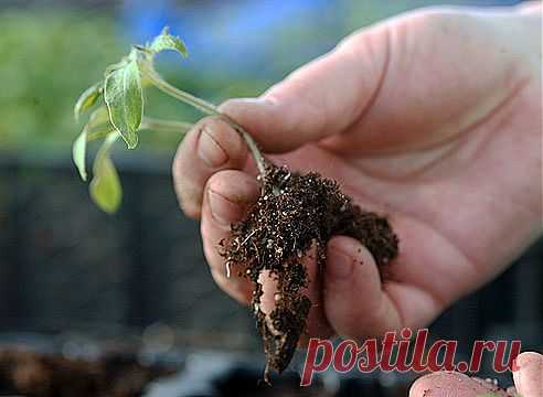 Пикировка: технология прореживания рассады на Supersadovnik.ru