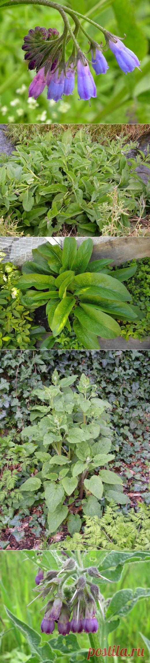 Окопник – очень полезное растение | Дачный участок