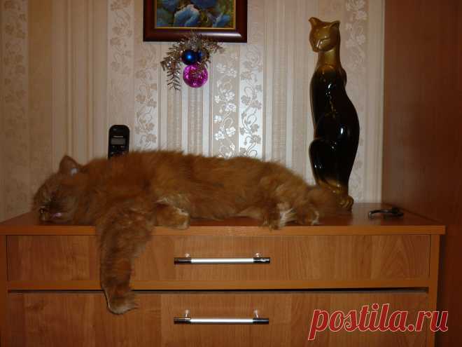 Наш Персик.Устал!