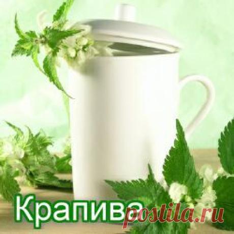 Крапива лечебные  свойства , применение , противопоказания