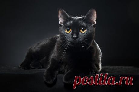 Картинки красивые с кошками (35 фото) 🔥 Прикольные картинки и юмор