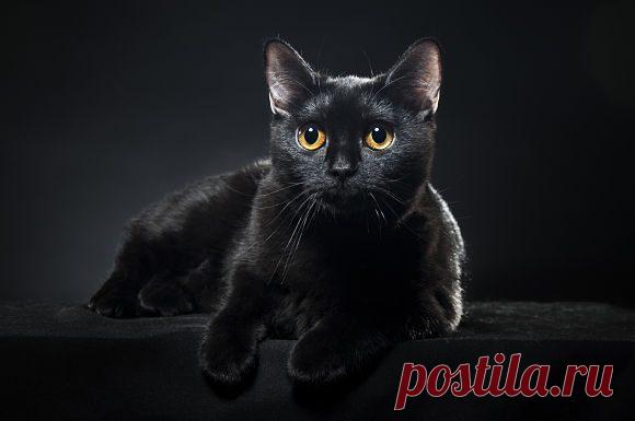 Картинки красивые с кошками (35 фото) 🔥 Прикольные картинки и юмор