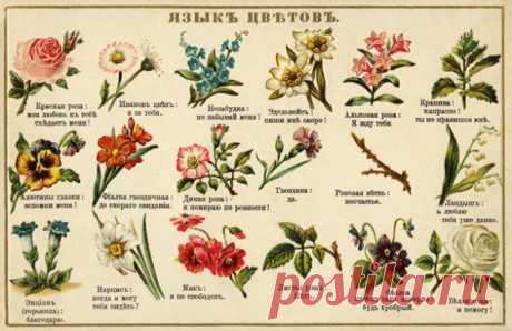 7 любопытнейших фактов о цветах - Садоводка
