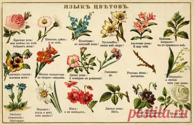 7 любопытнейших фактов о цветах - Садоводка